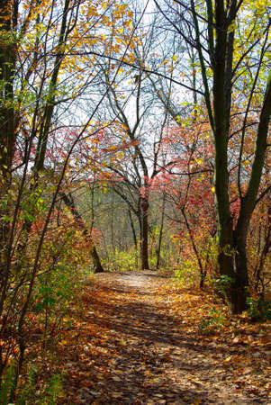 image of path in the autumn forestの写真素材