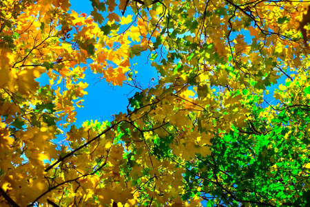 Image of tree branches with autumn leaves against the blue skyの写真素材