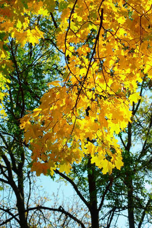 image of a trees in autumn parkの写真素材