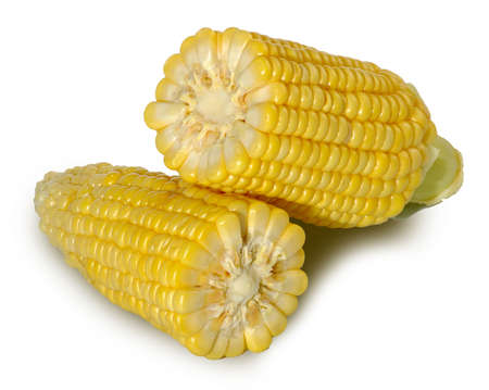 Isolated image of two corn on a white backgroundの写真素材