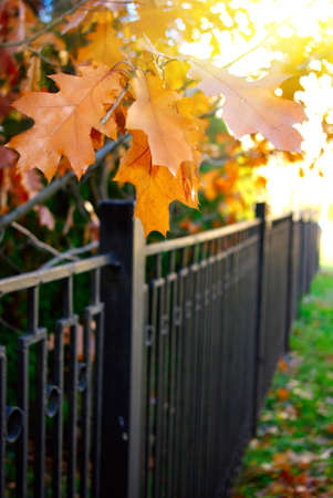 image of the autumn landscape with tree and fenceの写真素材
