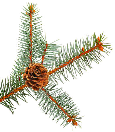 Isolated image of spruce branches on a white backgroundの写真素材