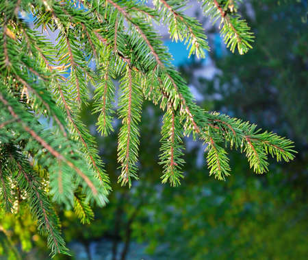 Image of fir branches as backgroundの写真素材