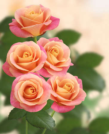 image a lot of pink roses closeupの写真素材