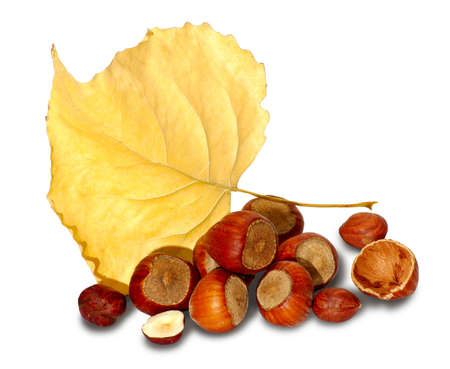 nuIsolated image of nuts and dry leaf on white backgroundts and leafの写真素材