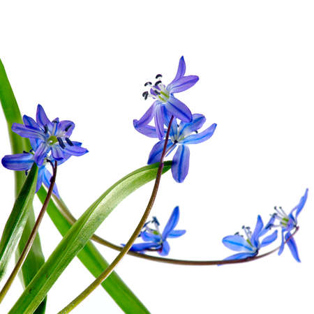 isolated image of snowdrop on a white backgroundの写真素材