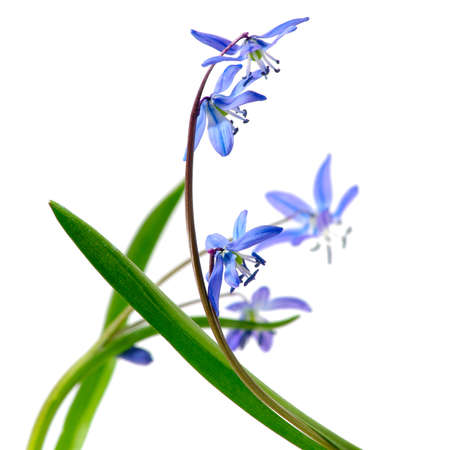 isolated image of snowdrop on a white background