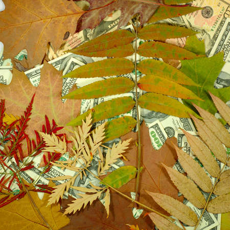 Image of money and dry leaves closeupの写真素材