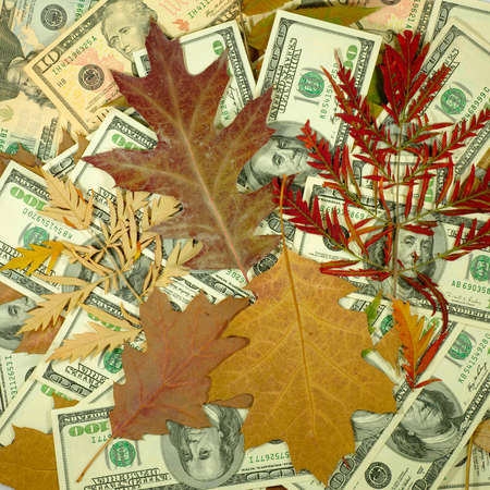 Image of money and dry leaves closeupの写真素材