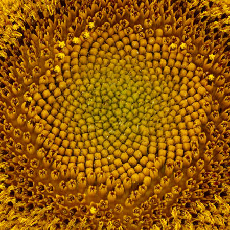 detailed image of the mid sunflower closeupの写真素材