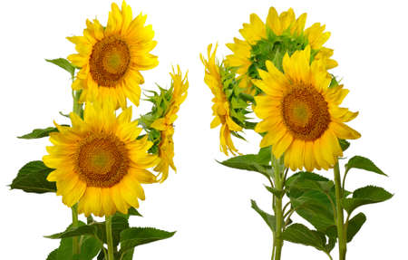 Isolated image of a group of sunflowers on a white backgroundの写真素材