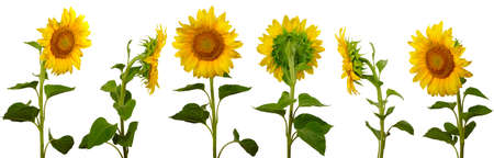 isolated images arranged one behind the other sunflowers on a white backgroundの写真素材
