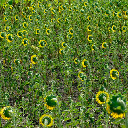  image of the field of sunflowers in the countrysideの写真素材