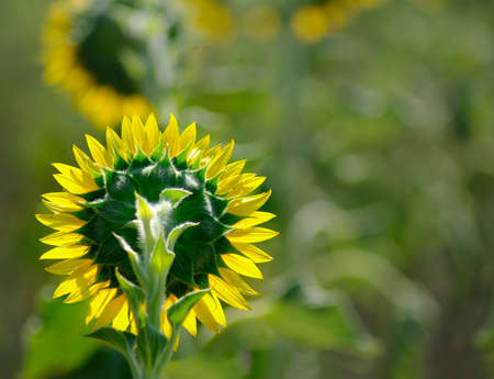  Image of  sunflowers rotated on a green backgroundの写真素材