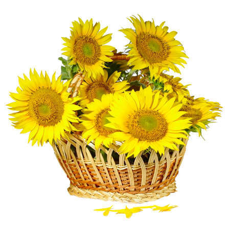 Isolated image of  basket with  sunflowers on a white background closeupの写真素材