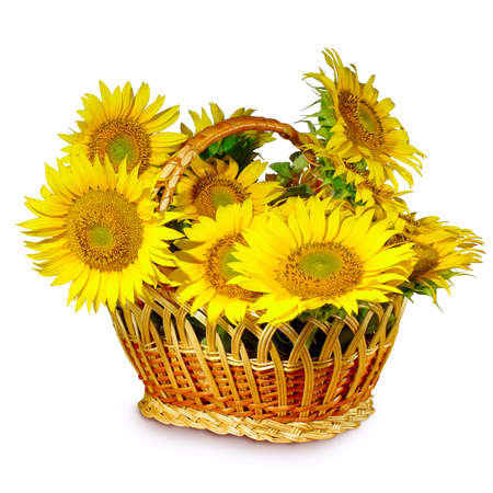 Isolated image of  basket with  sunflowers on a white backgroundの写真素材