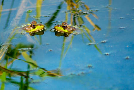 image of two frogs in the waterの写真素材