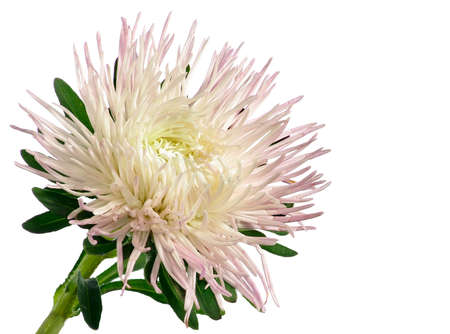 Isolated image of white aster on a white backgroundの写真素材