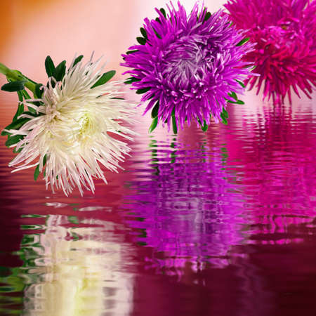 aster image of three over the water on a purple backgroundの写真素材