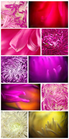 abstract image of the set flowerの写真素材