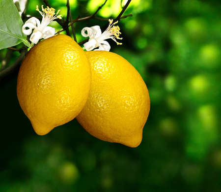 Image of lemon on a branch on a green backgroundの写真素材