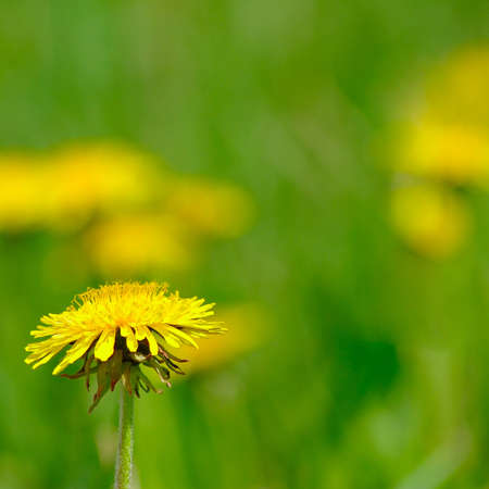 image of one dandelion on blurred green backgroundの写真素材