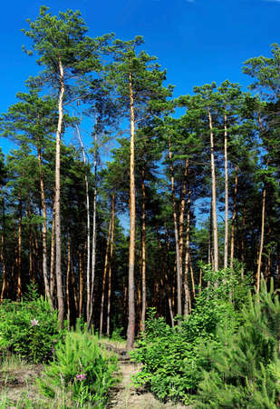 image of the  high pines in the forest on blue sky backgroundの写真素材