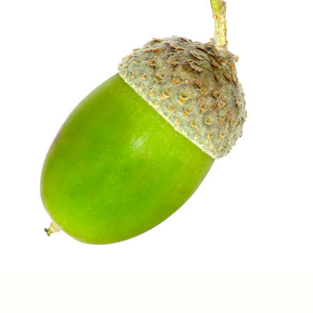 Isolated image of one acorns on a white backgroundの写真素材