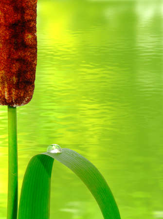 Image of reeds the growing near the waterの写真素材