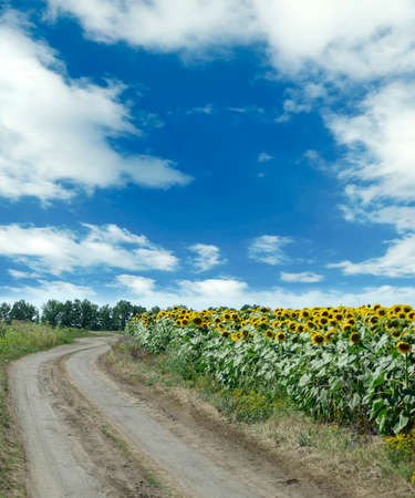 Image of the road and sunflowers on sky backgroundの写真素材