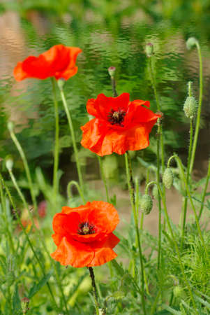 Image of red poppies against a background of lakeの写真素材