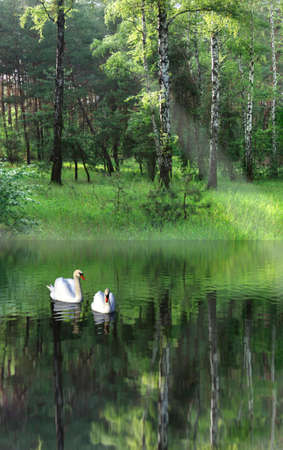 image of two swans on the lake in the background of treesの写真素材