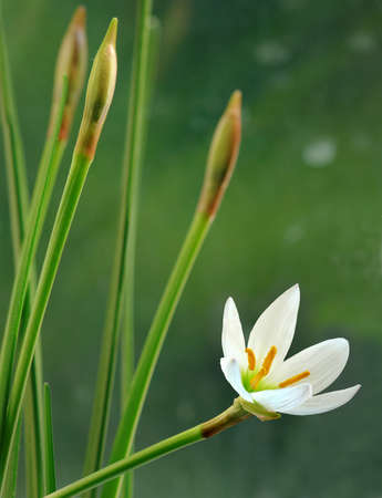 image of a white flower on a green backgroundの写真素材
