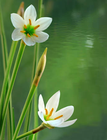 Image of white flowers against a background of rippling waterの写真素材