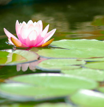 image of a lotus flower on the waterの写真素材