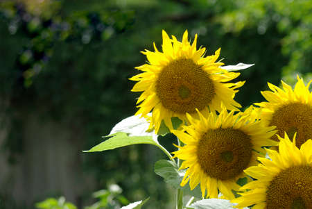 image of sunflowers on a green backgroundの写真素材
