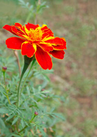 image of a red flower growing in the gardenの写真素材