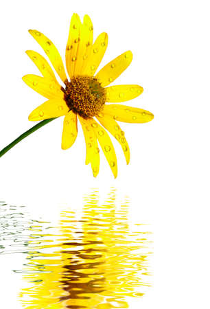 Isolated image of yellow flower on waterの写真素材