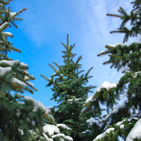 Image snowy trees on the  blue sky background