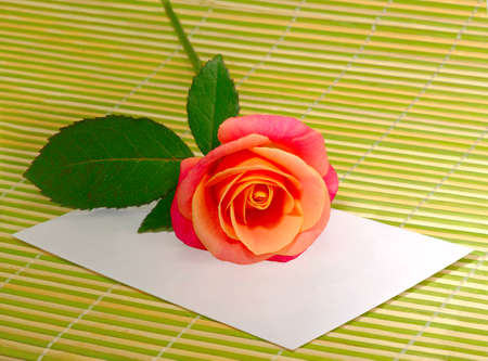 image of one rose and envelope on a light green backgroundの写真素材