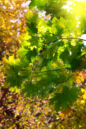 Image maple leaves on a yellow の写真素材