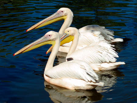 Image pelicans floating in the river in the parkの写真素材