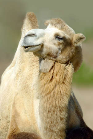 Imagev of camel の写真素材