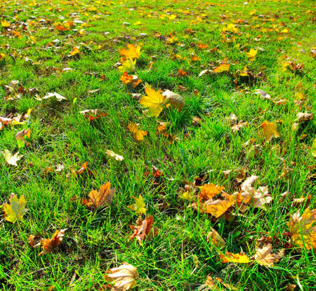 Image of dry leaves on the grass の写真素材