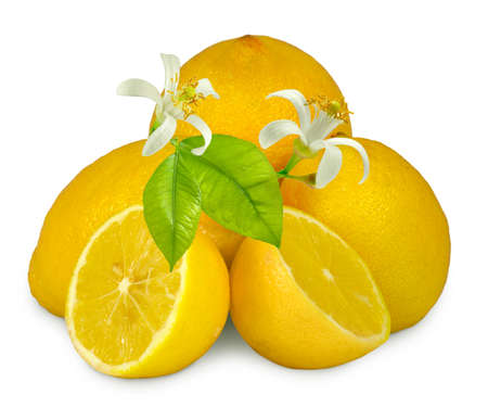 Isolated image of lemons on a white backgroundの写真素材