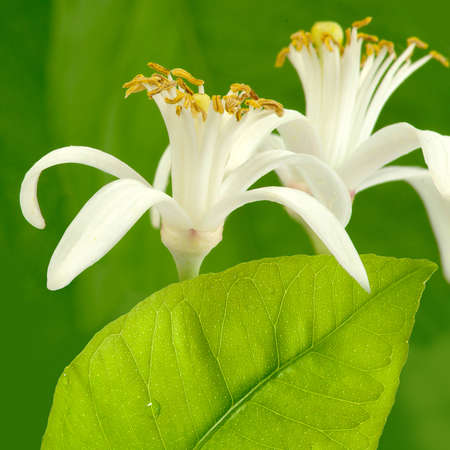 image of blooming lemon on a green backgroundの写真素材