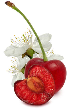 Isolated image of cherry on a white backgroundの写真素材