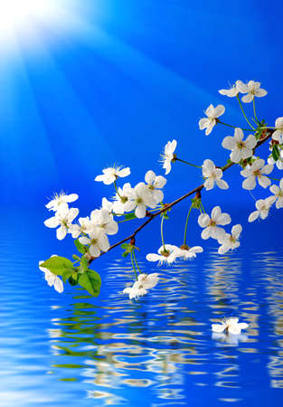 image of blooming branch over the waterの写真素材