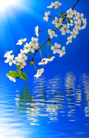 image of blooming branch over the waterの写真素材