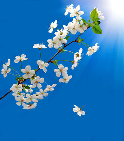 image of blooming branch against the blue skyの写真素材